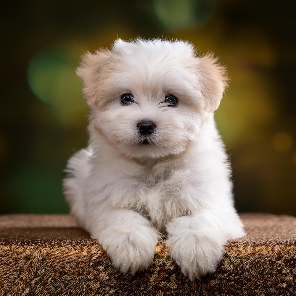 Coton de Tulear small puppy Bella