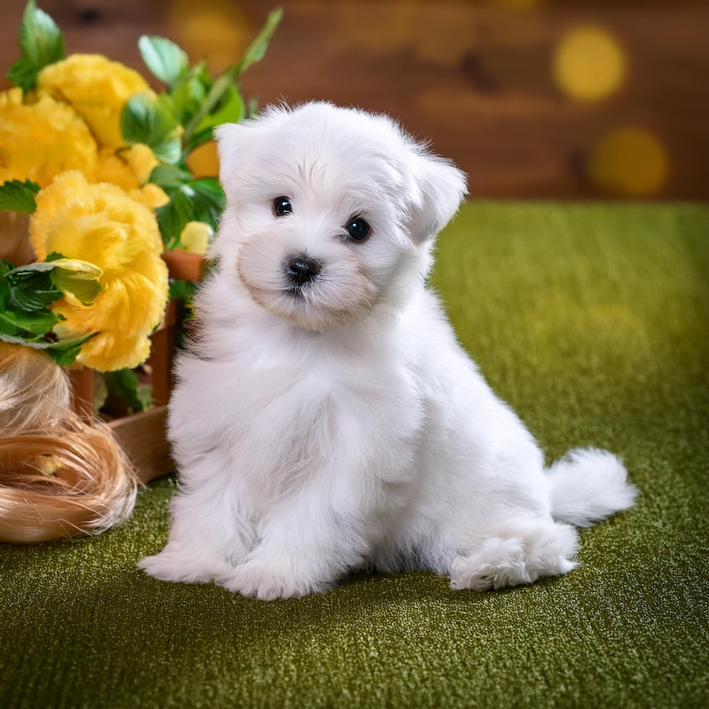 Coton de Tulear white small puppy Julie