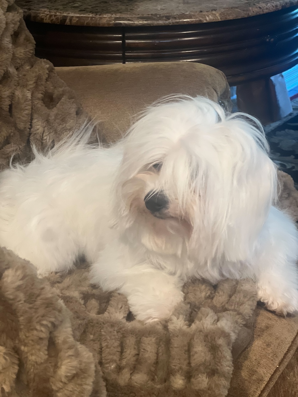 Coton de Tulear Dog Mommy Cinta