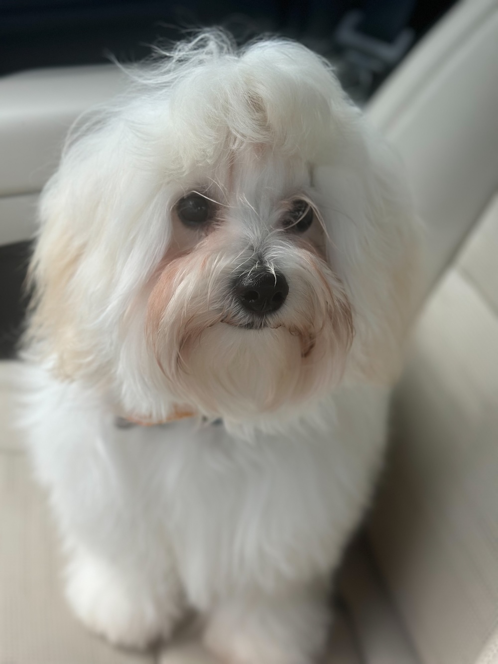 Coton de Tulear Dog Daddy Kip