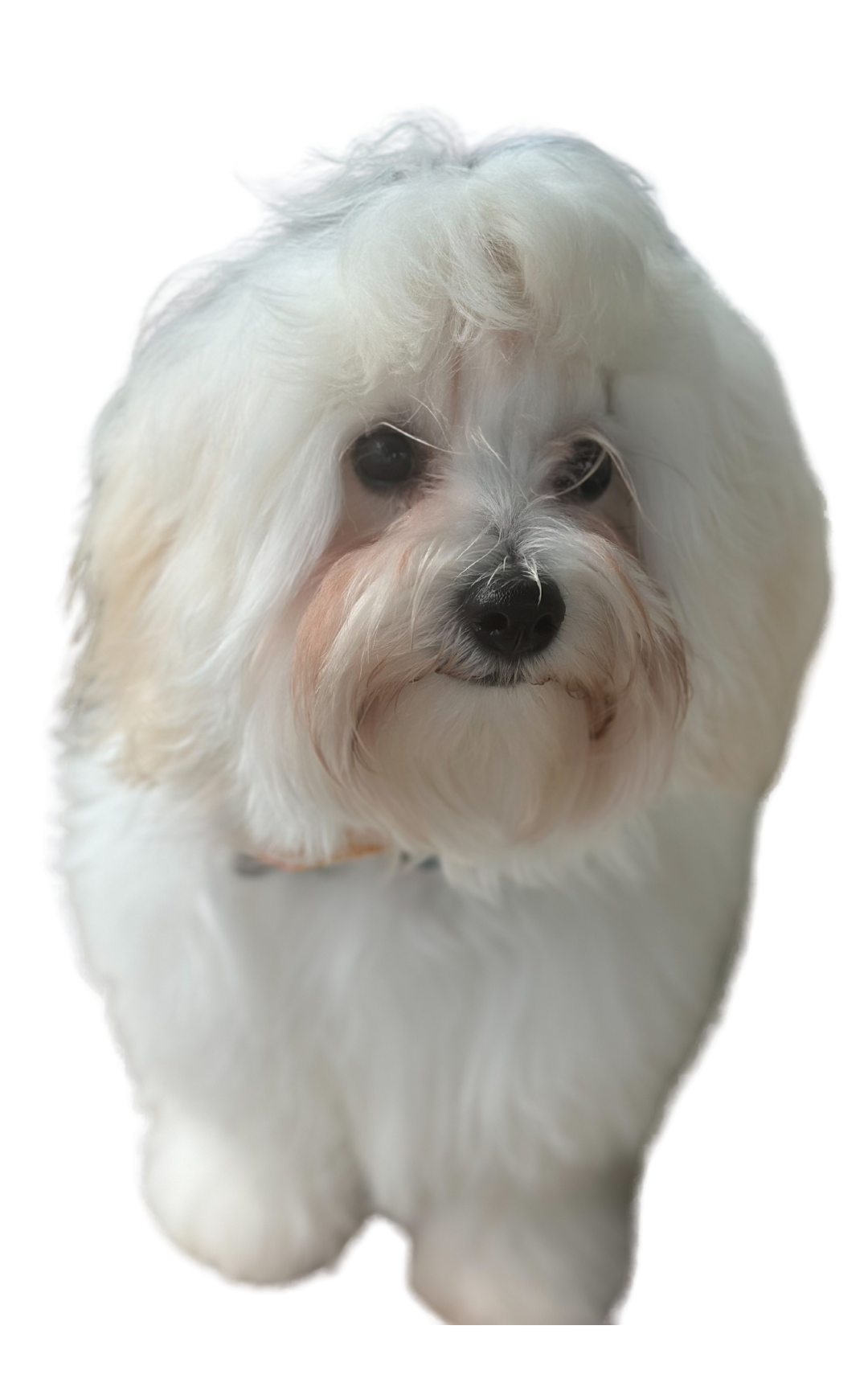 Coton de Tulear Daddy | Kip